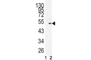 Western blot analysis of BMI1 antibody antibody and 293 lysate in the presence (1) and absence (2) of immunizing peptide. (BMI1 Antikörper  (AA 257-286))
