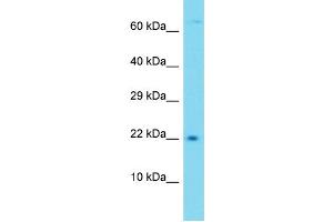 Western Blotting (WB) image for anti-Transmembrane Protein 52B (TMEM52B) (C-Term) antibody (ABIN2791294) (TMEM52B Antikörper  (C-Term))