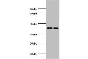Western blot All lanes: Cyclic AMP-responsive element-binding protein 3 antibody at 6 μg/mL Lane 1: Jurkat whole cell lysate Lane 2: HepG2 whole cell lysate Secondary Goat polyclonal to rabbit IgG at 1/10000 dilution Predicted band size: 44, 42, 40 kDa Observed band size: 44 kDa (CREB3 Antikörper  (AA 1-230))