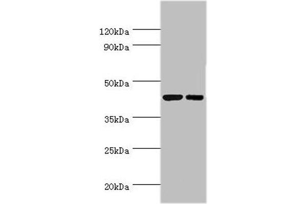 CREB3 anticorps  (AA 1-230)