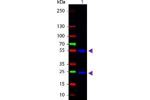 WBM - Mouse IgG (H&L) Antibody CY2 Conjugated Pre-Adsorbed Western Blot of Cy2 conjugated Goat anti-Mouse IgG Pre-adsorbed secondary antibody. (Ziege anti-Maus IgG Antikörper (Cy2) - Preadsorbed)
