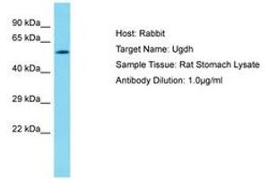 Image no. 1 for anti-UDP-Glucose 6-Dehydrogenase (UGDH) (AA 337-386) antibody (ABIN6750456)