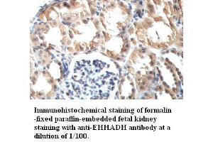 Image no. 1 for anti-Enoyl-CoA, Hydratase/3-Hydroxyacyl CoA Dehydrogenase (EHHADH) antibody (ABIN791209) (EHHADH Antikörper)