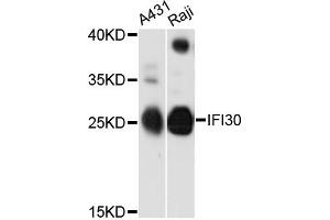 Western blot analysis of extracts of various cell lines, using IFI30 antibody (ABIN6293143) at 1:3000 dilution. (IFI30 Antikörper)