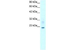 Claudin 9 antibody used at 2 ug/ml to detect target protein. (Claudin 9 Antikörper  (C-Term))