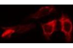 Immunofluorescence (fixed cells) (IF/ICC) image for anti-Caspase 10, Apoptosis-Related Cysteine Peptidase (CASP10) antibody (ABIN6260480)