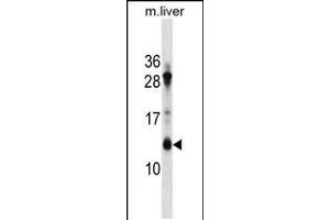 Western blot analysis in mouse liver tissue lysates (35ug/lane). (ATP5G1 Antikörper  (AA 27-56))
