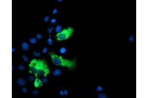 Immunofluorescence (IF) image for anti-Lectin, Galactoside-Binding, Soluble, 3 Binding Protein (LGALS3BP) (AA 19-300) antibody (ABIN1491078) (LGALS3BP Antikörper  (AA 19-300))