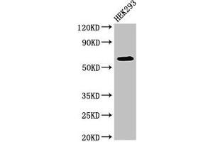 Western Blot Positive WB detected in: HEK293 whole cell lysate All lanes: DEPDC1B antibody at 4 μg/mL Secondary Goat polyclonal to rabbit IgG at 1/50000 dilution Predicted band size: 62, 55 kDa Observed band size: 62 kDa