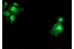 Anti-SAT2 mouse monoclonal antibody (ABIN2455750) immunofluorescent staining of COS7 cells transiently transfected by pCMV6-ENTRY SAT2 (RC204044). (SAT2 Antikörper)