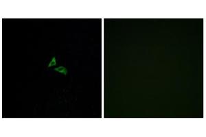 Immunofluorescence analysis of A549 cells, using EDG7 antibody. (LPAR3 Antikörper  (C-Term))