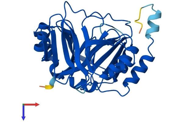 GLOD4 Protein (AA 1-298) (His tag)