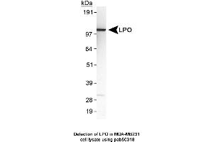 Image no. 1 for anti-Lactoperoxidase (LPO) (AA 300-400) antibody (ABIN363627) (LPO Antikörper  (AA 300-400))