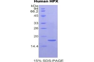 SDS-PAGE of Protein Standard from the Kit (Highly purified E. (Hemopexin CLIA Kit)