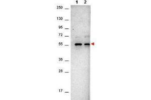 Western Blot of Mouse anti-AKT antibody. (AKT1 Antikörper  (C-Term))