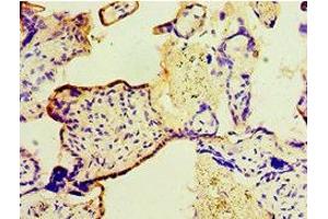 Immunohistochemistry of paraffin-embedded human placenta tissue using ABIN7166414 at dilution of 1:100 (Transglutaminase 2 Antikörper  (AA 438-687))