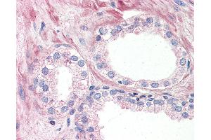 Anti-OR51E1 antibody IHC of human prostate. (OR51E1 Antikörper  (Internal Region))