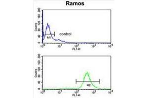 EIF2A Antibody (Center) flow cytometry analysis of Ramos cells (bottom histogram) compared to a negative control cell (top histogram).