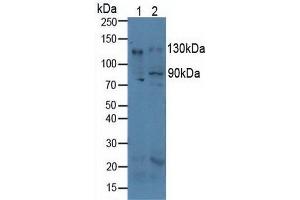 Figure. (CD51 Antikörper  (AA 71-322))