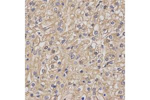 Immunohistochemistry (IHC) image for anti-Myelin Oligodendrocyte Glycoprotein (MOG) antibody (ABIN1876541) (MOG Antikörper)