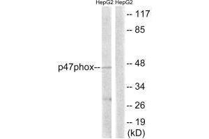 Western blot analysis of extracts from HepG2 cells, treated with TNF (20 ng/mL, 5 mins), using p47 phox (Ab-345) antibody. (NCF1 Antikörper  (Ser345))