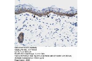 Human Skin (NUDT9 Antikörper  (C-Term))