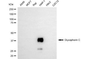 Western blotting analysis using glycophorin C antibody (ABIN7798782). (Rekombinanter CD236/GYPC Antikörper)
