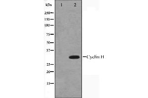 Western blot analysis on HeLa cell lysate using Cyclin H Antibody. (Cyclin H Antikörper  (C-Term))