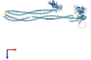 SMC3 Protein (AA 1-1217) (His tag)