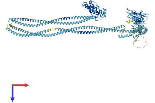SMC3 Protein (AA 1-1217) (His tag)