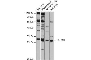 Western blot analysis of extracts of various cell lines, using SFXN3 antibody  at 1:1000 dilution. (SFXN3 Antikörper  (AA 1-80))