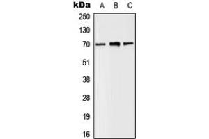 Western blot analysis of SLC6A8 expression in MDAMB435 (A), Raw264. (SLC6A8 Antikörper  (C-Term))
