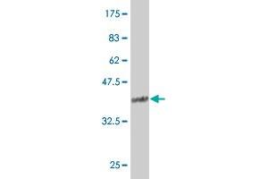 Western Blotting (WB) image for anti-Upstream Binding Transcription Factor, RNA Polymerase I (UBTF) (AA 551-650) antibody (ABIN521227)