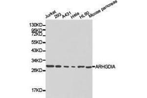 Western Blotting (WB) image for anti-rho GDP Dissociation Inhibitor (GDI) alpha (ARHGDIA) antibody (ABIN1871082)
