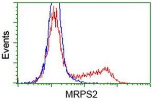 Image no. 4 for anti-Mitochondrial Ribosomal Protein S2 (MRPS2) antibody (ABIN1499562) (MRPS2 Antikörper)