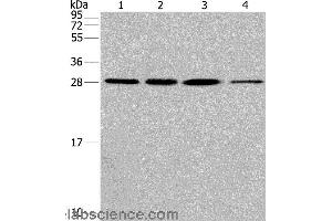 Western blot analysis of Hela cell and human fetal liver tissue, A549 and 293T cell, using ERP29 Polyclonal Antibody at dilution of 1:200 (ERP29 Antikörper)