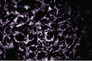 Immunofluorescence staining of COS-7 cells (African Green Monkey SV40 transformed kidney cells, ATCC CRL-1651). (OPA1 Antikörper  (AA 708-830))