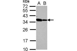 Western Blotting (WB) image for anti-RNA Binding Motif Protein 11 (RBM11) (AA 69-281) antibody (ABIN1500634) (RBM11 Antikörper  (AA 69-281))