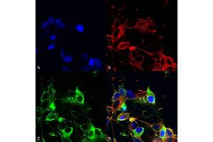 Immunocytochemistry/Immunofluorescence analysis using Mouse Anti-AMIGO-1 Monoclonal Antibody, Clone S86-36 (ABIN2483801).