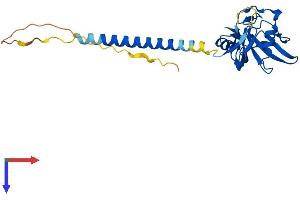 CLEC4A Protein (AA 1-237) (His tag)