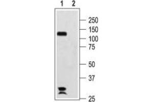 Western blot analysis of rat brain membranes:1. (Hyperpolarization Activated Cyclic Nucleotide-Gated Potassium Channel 2 (HCN2) Peptid)