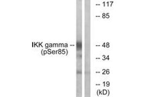 Western blot analysis of extracts from HepG2 cells treated with Anisomycin 0. (IKBKG Antikörper  (pSer85))