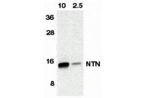 Western Blotting (WB) image for anti-Neurturin (NRTN) antibody (ABIN1031776) (Neurturin Antikörper)
