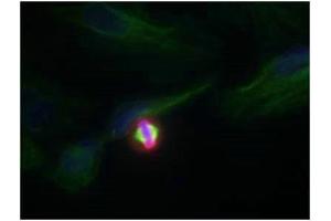 Immunofluorescence staining of methanol-fixed Hela cells using Histone H3. (HIST1H3A Antikörper  (pSer10))