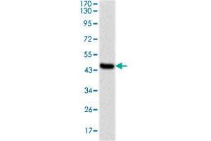 Western blot analysis using PPP2R4 monoclonal antobody, clone 4D9  against recombinant human PPP2R4 protein.