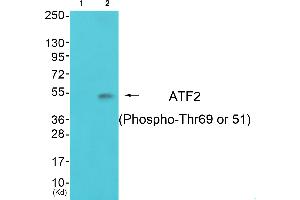 Western blot analysis of extracts from 3T3 cells, using ATF-2 (Phospho-Thr69 or 51) Antibody. (ATF2 Antikörper  (pThr51, pThr69))