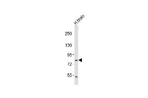 Anti-RFX4 Antibody (C-term)at 1:2000 dilution + human brain lysates Lysates/proteins at 20 μg per lane. (RFX4 Antikörper  (C-Term))