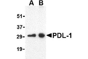 Western Blotting (WB) image for anti-CD274 (PD-L1) (Middle Region) antibody (ABIN1031034) (PD-L1 Antikörper  (Middle Region))