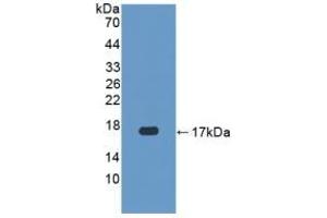 Detection of Recombinant CASP3, Human using Polyclonal Antibody to Caspase 3 (CASP3) (Caspase 3 Antikörper  (AA 29-175))