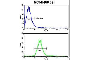 Flow cytometric analysis of NCI-H460 cells using NRG1 polyclonal antibody  (bottom histogram) compared to a negative control cell (top histogram). (Neuregulin 1 Antikörper  (Internal Region))